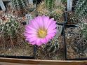 Echinocereus palmeri